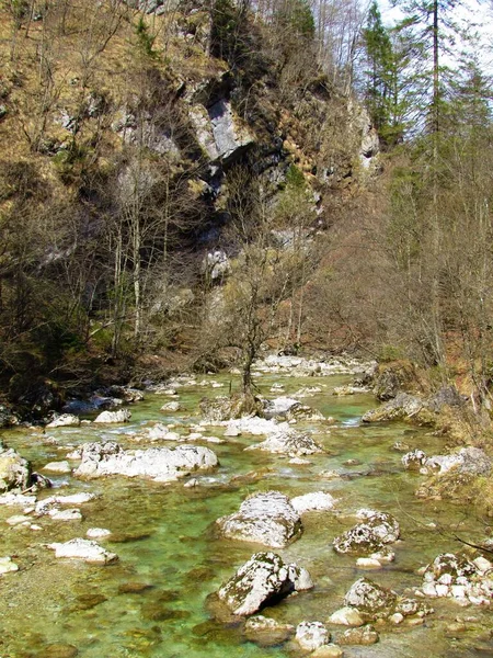 Gyönyörű Folyó Iska Egy Közepén Iski Vintgar Szurdok Szlovéniában Csupasz — Stock Fotó