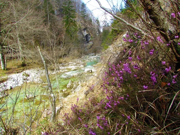 Krásná Řeka Iska Iski Vintgar Rokle Slovinsku Holými Stromy Březích — Stock fotografie