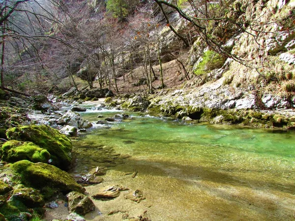 슬로베니아 빈트가 아름다운 나무들 강변에 — 스톡 사진