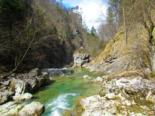 Krásná Řeka Iska Iski Vintgar Rokle Slovinsku Holými Stromy Březích — Stock fotografie