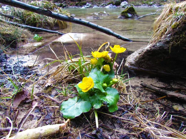 Yellow Marsh Marigold Kingcup Flowers River — Stock Photo, Image
