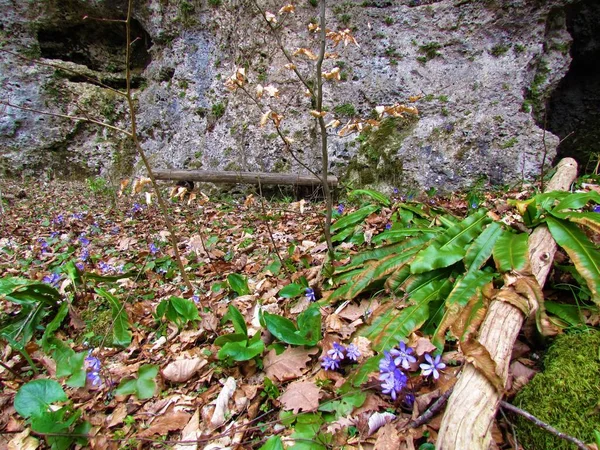 Μπλε Ανεμώνη Ηπατοειδή Άνθη Και Φυτά Φτέρης Της Γλώσσας Της — Φωτογραφία Αρχείου