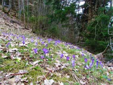 Mor ilkbahar kır çiçekleriyle kaplı çayır ilkbahar crocus (Crocus vernus)
