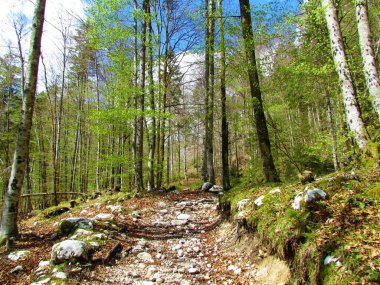 Parlak yeşil yapraklar içinde güzel bir bahar kayın ağacı ve içinden geçen bir patika.