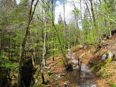 Slovenya 'nın Gorenjska kentindeki Mostnica vadisinin yanındaki patikada açık yeşil bahar yapraklı ağaçlar