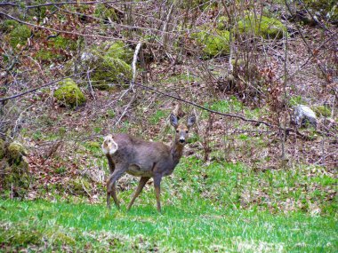 Roe geyiği (Capreolus capreolus) vahşi hayvan