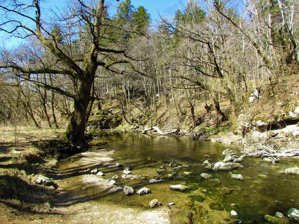 Rak Creek Rakov Skocjan Notranjska Eslovênia Que Flui Através Uma — Fotografia de Stock