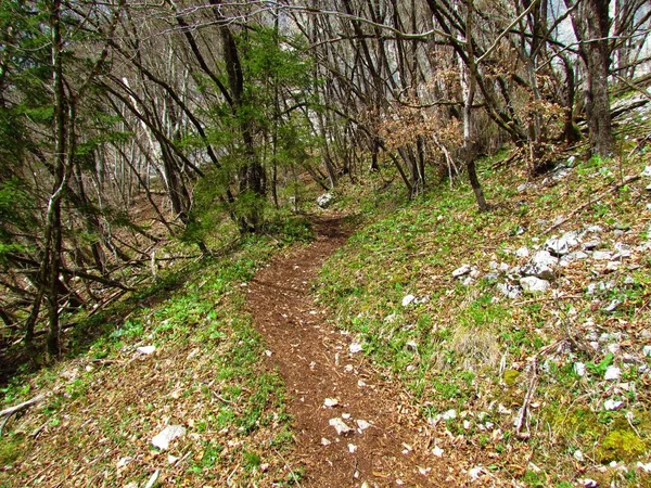 Bos Het Voorjaar Met Kruidachtige Vegetatie Grond Een Onverharde Weg — Stockfoto