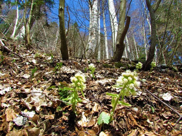Λευκά Άνθη Ανθισμένου Βούτυρου Petasites Hybridus Δάσος Οξιάς Fagus Sylvatica — Φωτογραφία Αρχείου