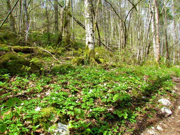 Bílé Dřevo Sasanky Jarní Květiny Pokrývající Lesní Půdu — Stock fotografie