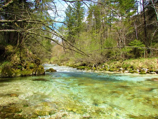 Krásná Zelená Kamniska Bistrica Řeka Slovinsku Jaře — Stock fotografie