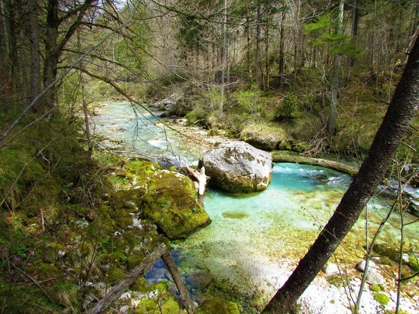 Krásná Řeka Kamniska Bistrica Slovinsku Jaře Velkým Balvanem Uprostřed Mechem — Stock fotografie