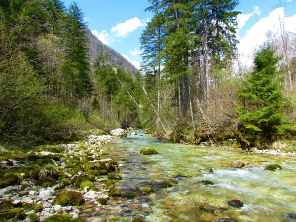 Красивая Река Камниска Бистрица Словении Весной — стоковое фото
