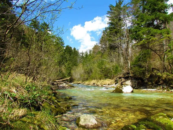 Krásná Zelená Kamniska Bistrica Řeka Slovinsku Jaře Zasněženými Horskými Vrcholy — Stock fotografie