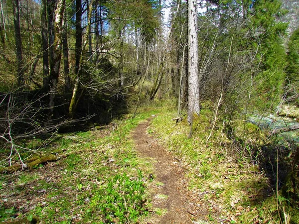 Trail Leidt Door Een Bos Met Weelderige Verse Lentevegetatie Aan — Stockfoto