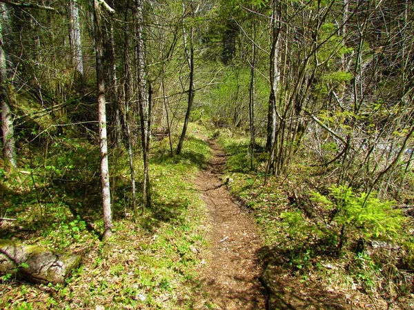 Sentier Menant Travers Une Forêt Avec Une Végétation Printanière Luxuriante — Photo