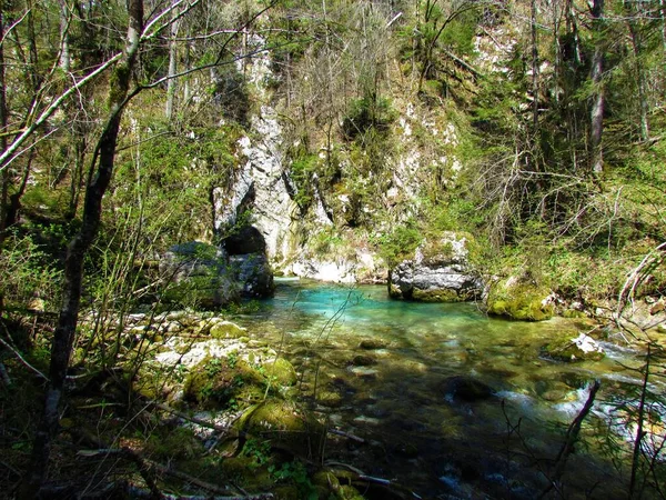 Kamnska Bistrica River Predaselj Kamnik Savinja Alps Slovenia Spring — 图库照片