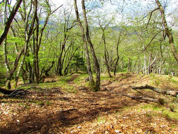 Parlak Yeşil Bahar Yapraklarıyla Avrupa Nın Korna Işığı Ormanları — Stok fotoğraf