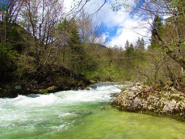 Scénická Řeka Mostnica Mostnické Rokli Bohinje Gorenjské Slovinsko Stromy Čerstvém — Stock fotografie