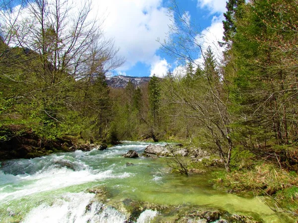 Rivière Panoramique Mostnica Gorge Mostnica Près Bohinj Gorenjska Slovénie Avec — Photo