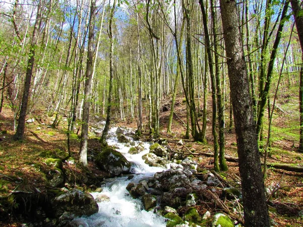 Horský Potok Tekoucí Svahu Bukovým Lesem Jasně Zeleném Jarním Olistění — Stock fotografie