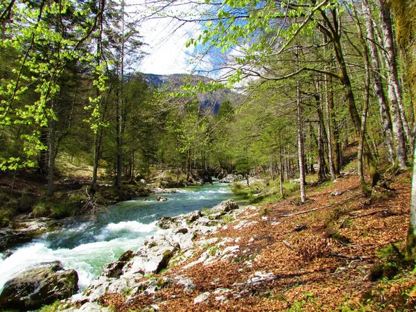 Río Mostnica Escénico Desfiladero Mostnica Los Alpes Julianos Parque Nacional —  Fotos de Stock