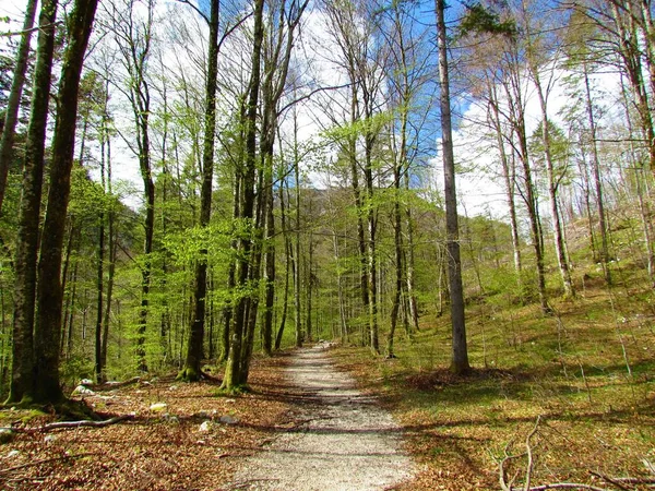 Hermoso Bosque Hayas Primavera Follaje Verde Brillante Camino Que Conduce — Foto de Stock