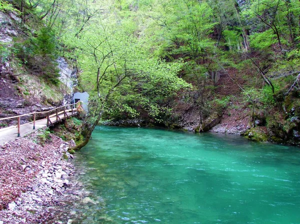 斯洛维尼亚Gorenjska的Blejski Vintgar美丽的河流和树上一片鲜绿的春叶 — 图库照片