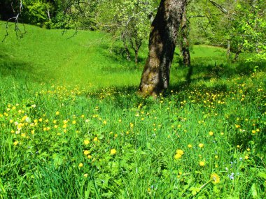 Ağaçlı çayır ve güzel sarı düğün çiçeği (Ranunculus)