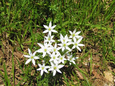 Beyazbahçe yıldızı Beytüllahim 'in beyaz bahçesine yakın, zambak (Ornithogalum umbellatum) çiçekleri