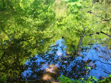Su yüzeyinde ağaçların yansıması ve mavi gökyüzü