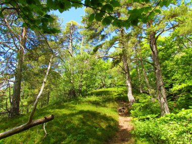 Avrupa kırmızı çamı (Pinus sylvestris) kozalaklı orman