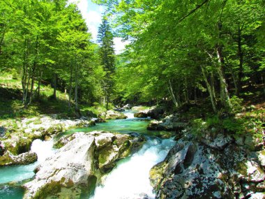 Slovenya 'nın Bohinj kenti yakınlarındaki Mostnica nehri, yazın Slovenya' nın Gorenjska kentinde kıyılarda geniş yapraklı, yaprakları dökülen ağaçlarla