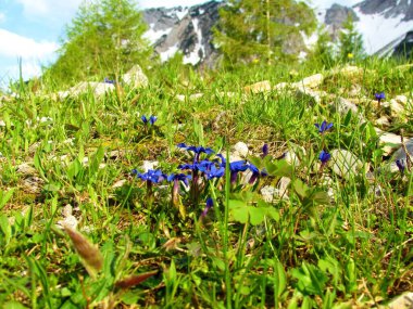 Mavi Bahar Gentili (Gentiana verna) çiçekler