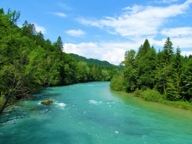 Slovenya 'nın Gorenjska kentinde yaz mevsiminde ormanlık bir nehir.