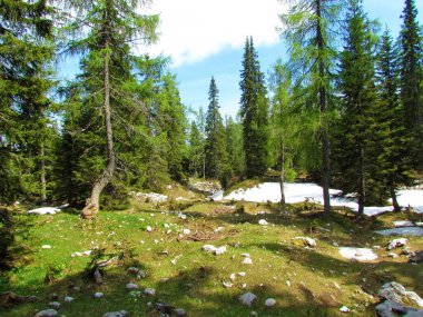 Julian Alpleri ve Triglav Ulusal Parkı 'ndaki güzel alp ormanı, Slovenya. Baharda yeşil yapraklı ağaçlarla birlikte arta kalan karla birlikte.