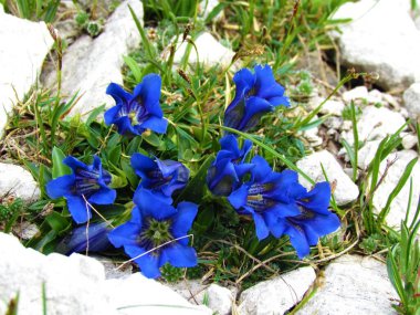 Mavi Clusius 'un Gentian (Gentiana Speci) çiçekleri grubuna yakın çekim