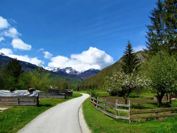 Strada Asfaltata Che Attraversa Campagna Bohinj Primavera Gorenjska Slovenia Collina — Foto Stock