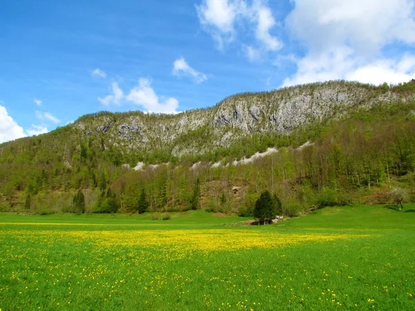 Schöne Bohinjer Landschaft Frühling Mit Einer Wiese Voller Gelber Löwenzahnblüten — Stockfoto