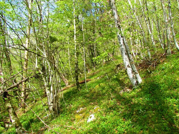 Piękny Umiarkowany Liściasty Las Wiosnę Bujną Warstwą Zieleni Pokrywającą Ziemię — Zdjęcie stockowe