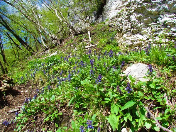 Patch Της Μπλε Σάλπιγγας Ajuga Genevensis Λουλούδια Στο Δάσος — Φωτογραφία Αρχείου