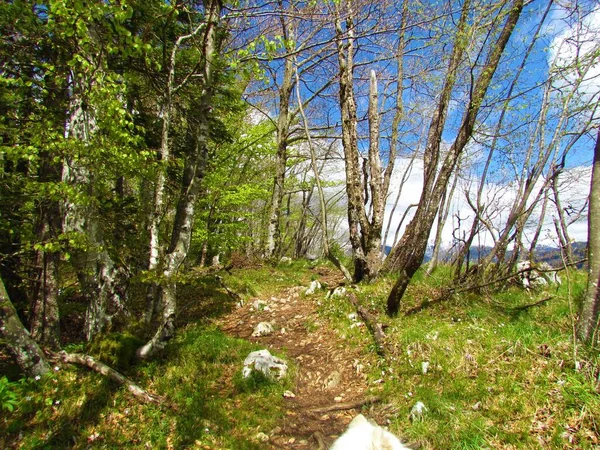 Красивий Буковий Хмільний Ліс Весною — стокове фото