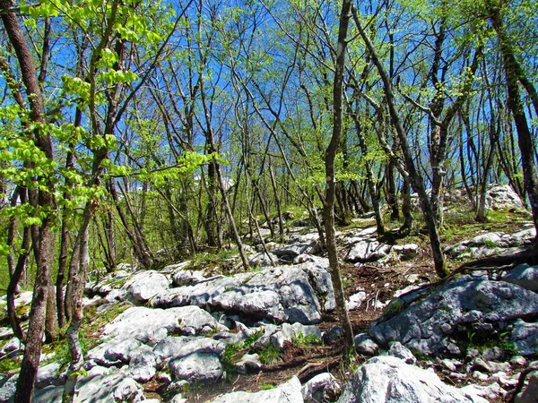 落叶阔叶林 春季地面被大石头覆盖 — 图库照片