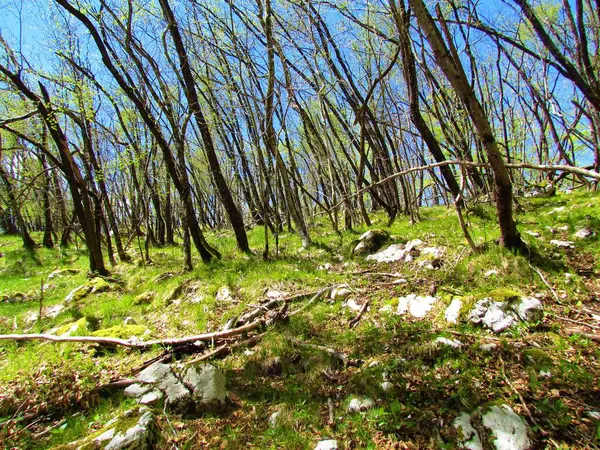Hoja Ancha Caducifolio Bosque Carpe Lúpulo Montaña Primavera — Foto de Stock