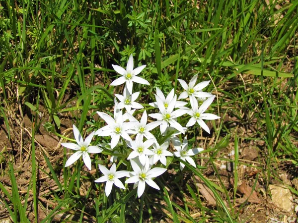 Close White Garden Star Bethlehem Grass Lily Ornithogalum Umbellatum Flowers — Stock Photo, Image