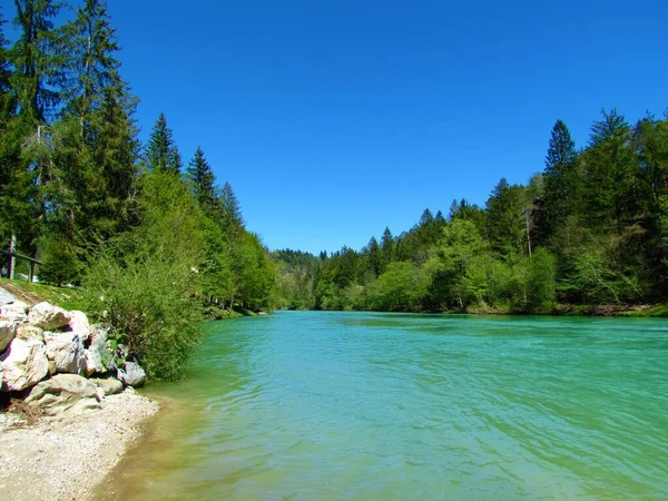 Γραφικός Ποταμός Sava Στην Gorenjska Της Σλοβενίας Δέντρα Στις Όχθες — Φωτογραφία Αρχείου