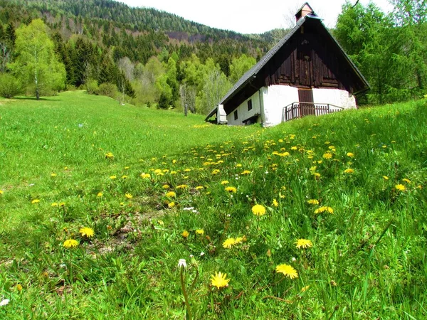 Cottage under forest covered hills and a meadow with yellow dandelion flowers