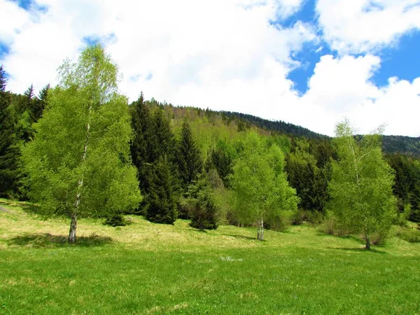 Meadow Birch Trees Betula Pendula Forest Covered Hills — Stockfoto