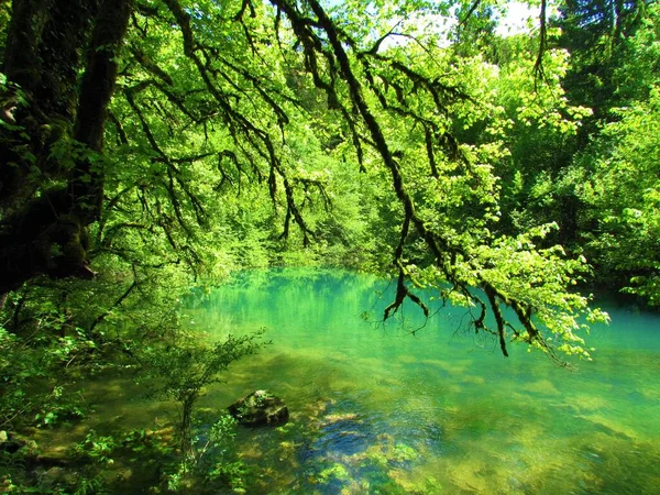 Krásný Rybník Jezera Cerknica Notranjska Slovinsko Dubovými Větvemi Nad Vodou — Stock fotografie