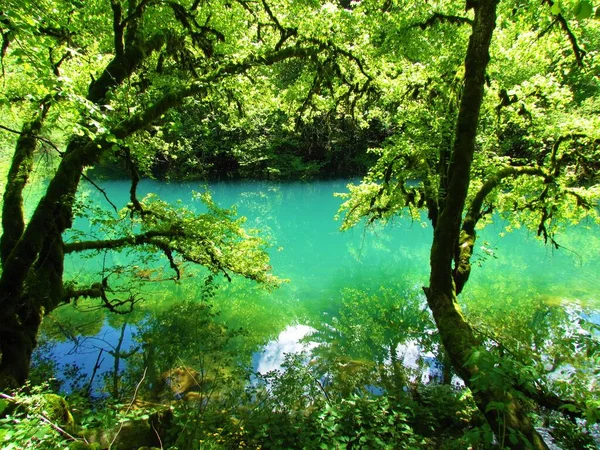 Tyrkysově Zbarvené Jezero Dvěma Běžnými Duby Vpředu Létě Krasového Pramene — Stock fotografie